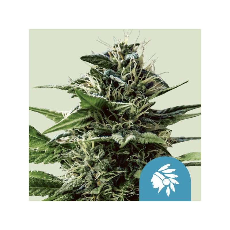 TATANKA PURE CBD · Royal Queen Seeds · cannabis seeds · Fem