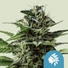 TATANKA PURE CBD · Royal Queen Seeds · cannabis seeds · Fem
