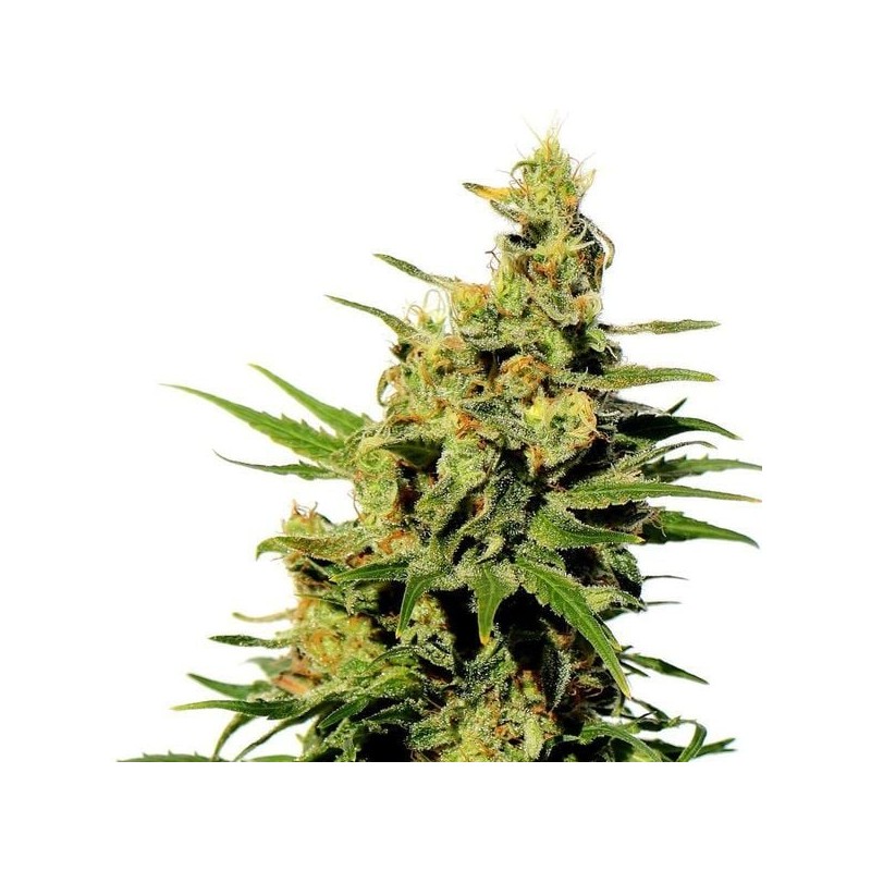 BCN DIESEL CBD · Kannabia Seed Company · kaufen cannabis samen · Fem