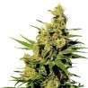 BCN DIESEL CBD · Kannabia Seed Company · kaufen cannabis samen · Fem