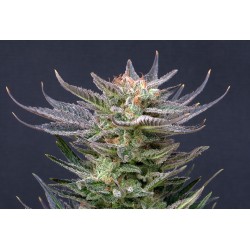 PURPLE DREAM AUTO · Kannabia Seed Company · cannabis seeds · AutoFem