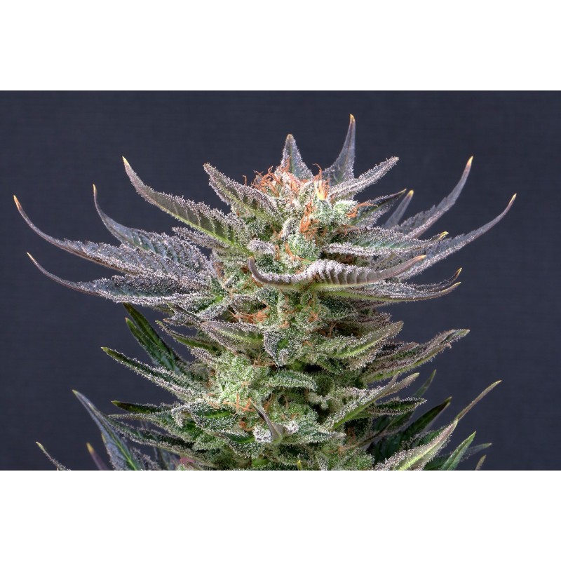 PURPLE DREAM AUTO · Kannabia Seed Company · kenevir tohumu · Disi · AutoFem