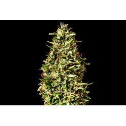 RUNTZ AUTO · Kannabia Seed Company · cannabis seeds · AutoFem