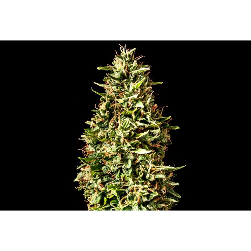 RUNTZ AUTO · Kannabia Seed Company · cannabis seeds · AutoFem
