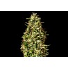 RUNTZ AUTO · Kannabia Seed Company · cannabis seeds · AutoFem