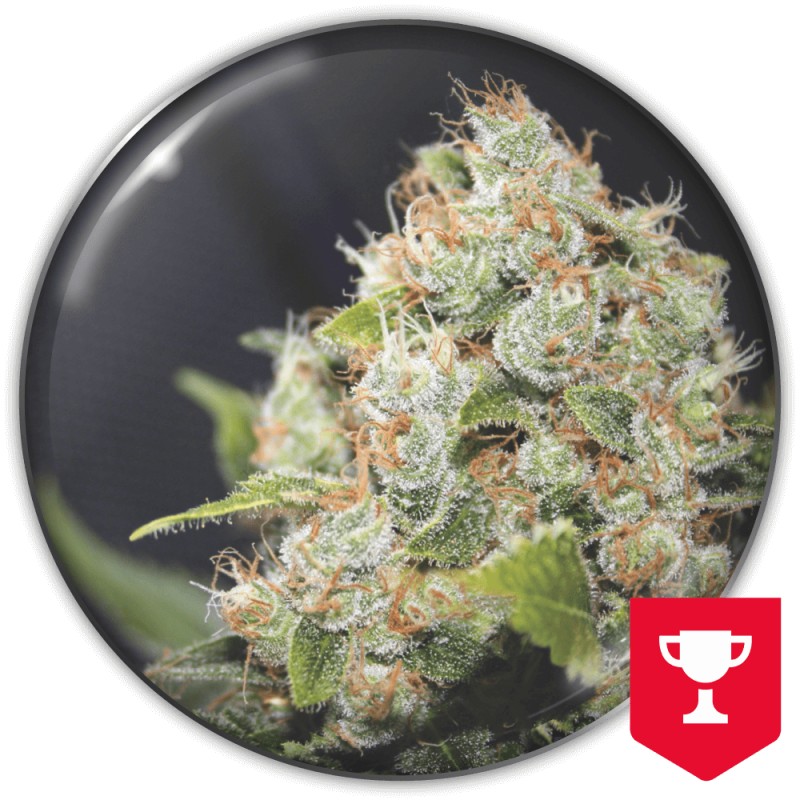 BCN SOUR DIESEL · Medical Seeds · semi di canapa · Fem