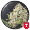 BCN SOUR DIESEL · Medical Seeds · semi di canapa · Fem