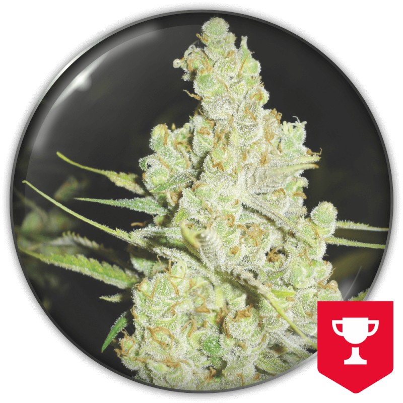 1024 · Medical Seeds · semi di canapa · Fem