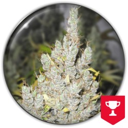 2046 · Medical Seeds · semi...