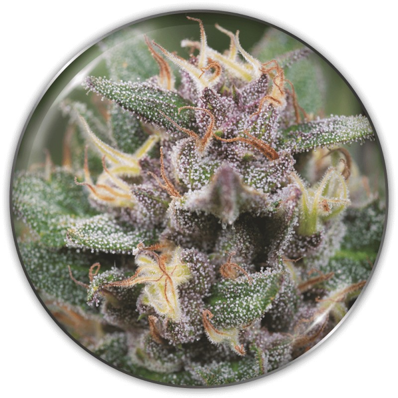 BLUE HELL AUTO · Medical Seeds · cannabis seeds · AutoFem
