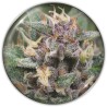 BLUE HELL AUTO · Medical Seeds · cannabis seeds · AutoFem