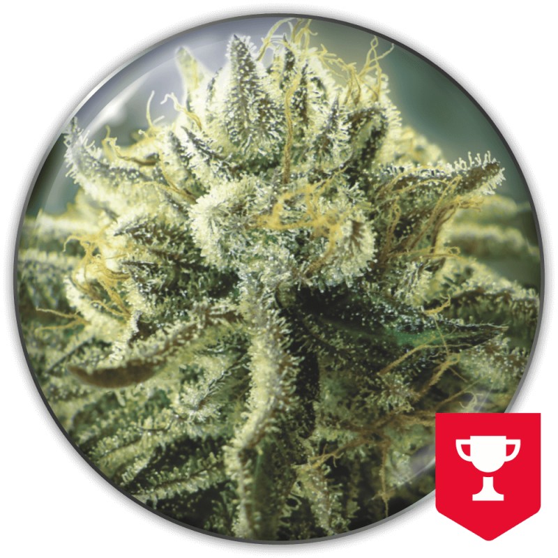 CANADIAN KUSH 2.0 · Medical Seeds · sementes de maconha · Fem