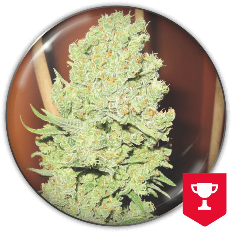CHANNEL+ · Medical Seeds · semi di canapa · Fem