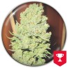CHANNEL+ · Medical Seeds · semi di canapa · Fem
