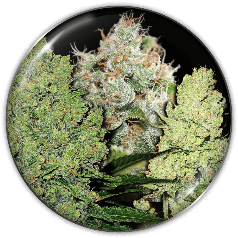 COLECCIONISTA 1 · Medical Seeds · cannabis seeds · Fem