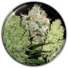 COLECCIONISTA 1 · Medical Seeds · cannabis samen · Fem