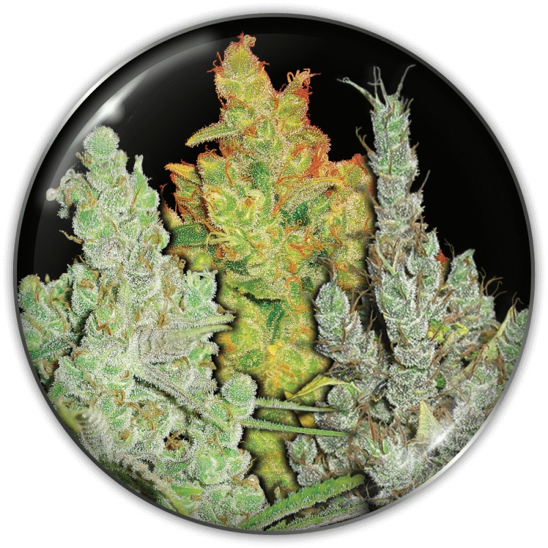 COLECCIONISTA 2 · Medical Seeds · semi di canapa · Fem