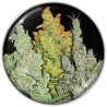 COLECCIONISTA 2 · Medical Seeds · semi di canapa · Fem