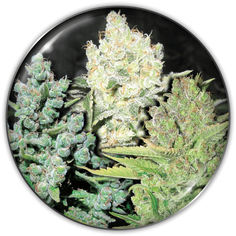 COLECCIONISTA 4 · Medical Seeds · cannabis seeds · Fem
