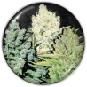 COLECCIONISTA 4 · Medical Seeds · semi di canapa · Fem