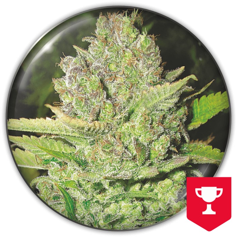 DEVIL FRUIT · Medical Seeds · cannabis seeds · Fem