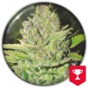DEVIL FRUIT · Medical Seeds · cannabis seeds · Fem