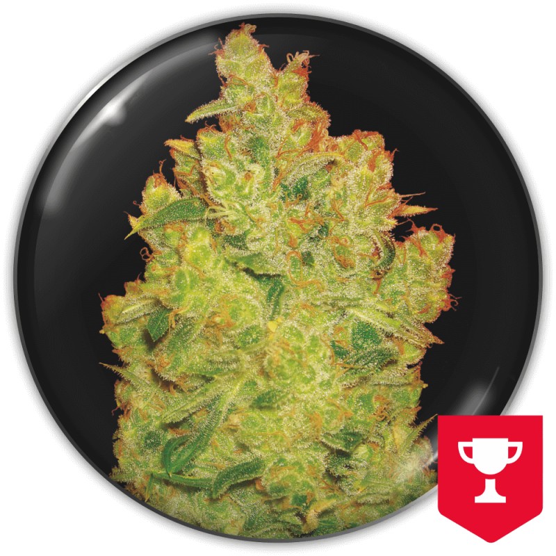 JACK LA MOTA · Medical Seeds · kaufen cannabis samen · Fem