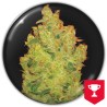 JACK LA MOTA · Medical Seeds · semi di canapa · Fem