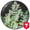 MALAKOFF · Medical Seeds · semi di canapa · Fem