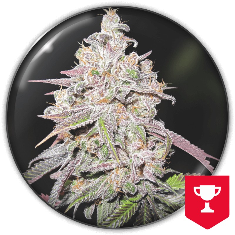 MENDOCINO CHANEL KUSH · Medical Seeds · cannabis seeds · Fem