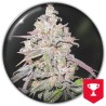 MENDOCINO CHANEL KUSH · Medical Seeds · cannabis seeds · Fem