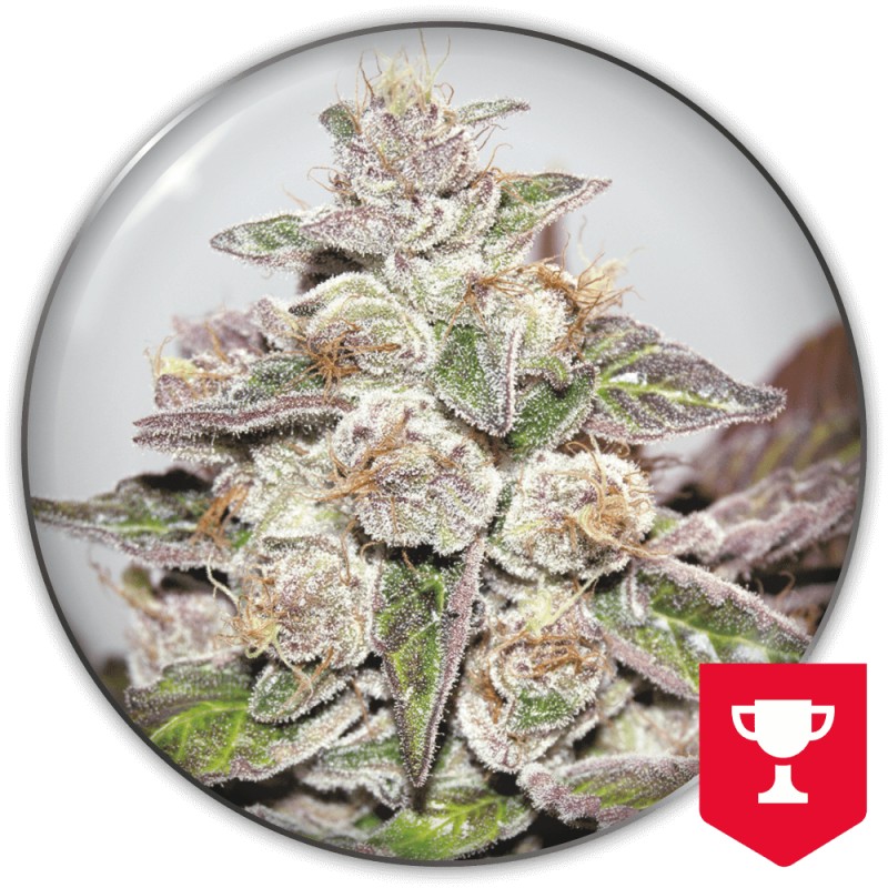 MENDOCINO PURPLE KUSH · Medical Seeds · kaufen cannabis samen · Fem
