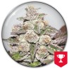 MENDOCINO PURPLE KUSH · Medical Seeds · kaufen cannabis samen · Fem