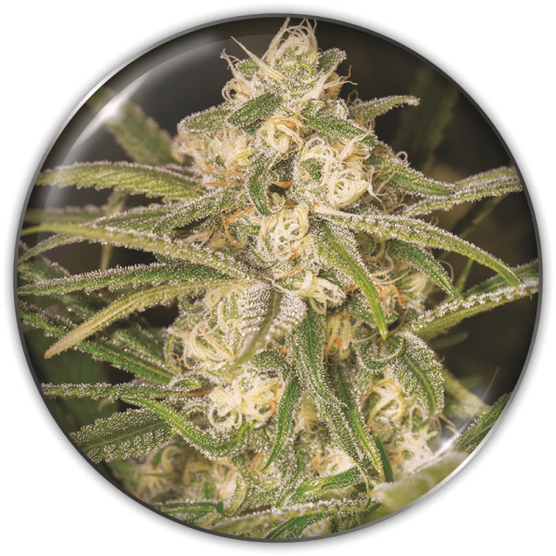 NO NAME AUTO · Medical Seeds · cannabis seeds · AutoFem