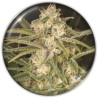 NO NAME AUTO · Medical Seeds · semi di canapa · AutoFem