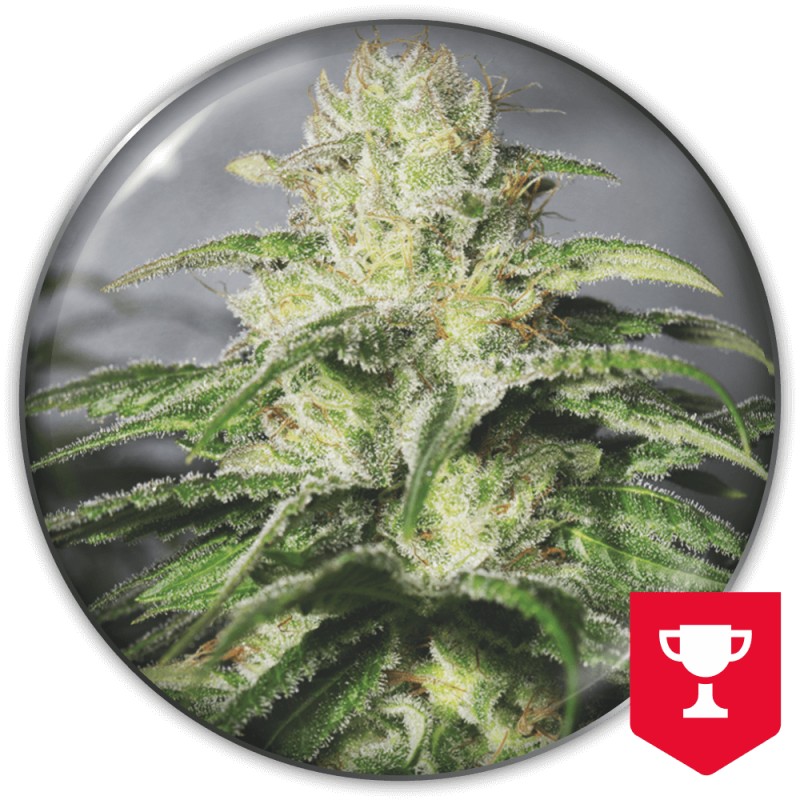 OG KUSH CBD · Medical Seeds · cannabis seeds · Fem
