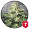OG KUSH CBD · Medical Seeds · semi di canapa · Fem