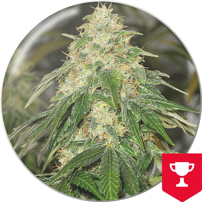 SOME SWEET · Medical Seeds · kaufen cannabis samen · Fem