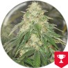 SOME SWEET · Medical Seeds · cannabis seeds · Fem