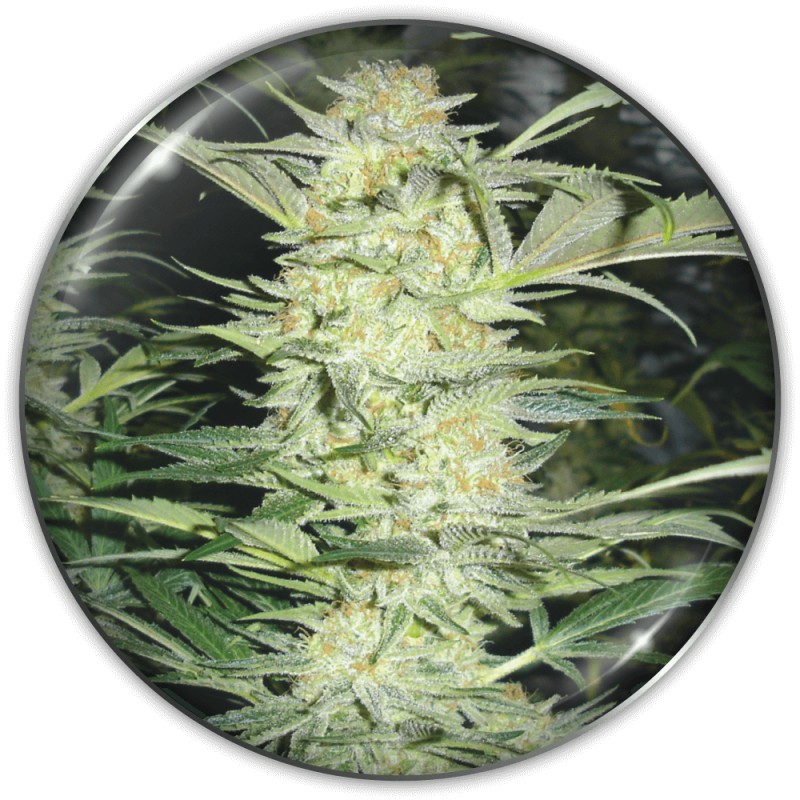 WHITE WIDOW · Medical Seeds · kaufen cannabis samen · Fem