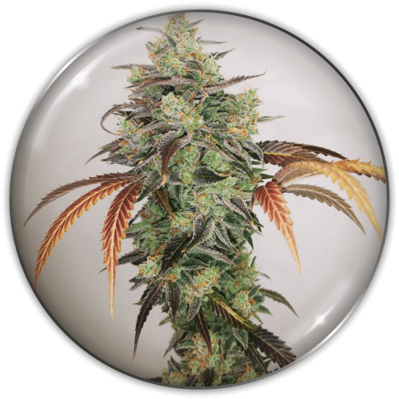Y GRIEGA CBD · Medical Seeds · semi di canapa · Fem