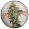 Y GRIEGA CBD · Medical Seeds · semi di canapa · Fem