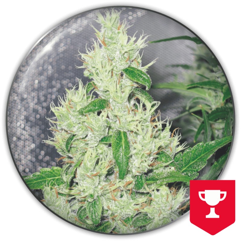 Y GRIEGA · Medical Seeds · cannabis seeds · Fem