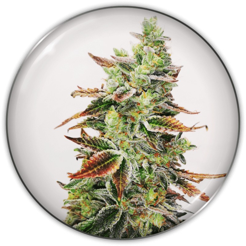 BANANA PURP · Medical Seeds · semi di canapa · Fem