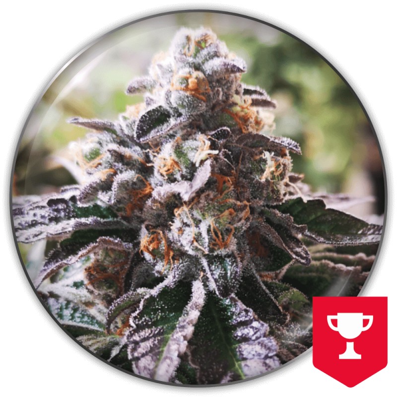 COOKIES PURPLE PUNCH · Medical Seeds · cannabis seeds · Fem
