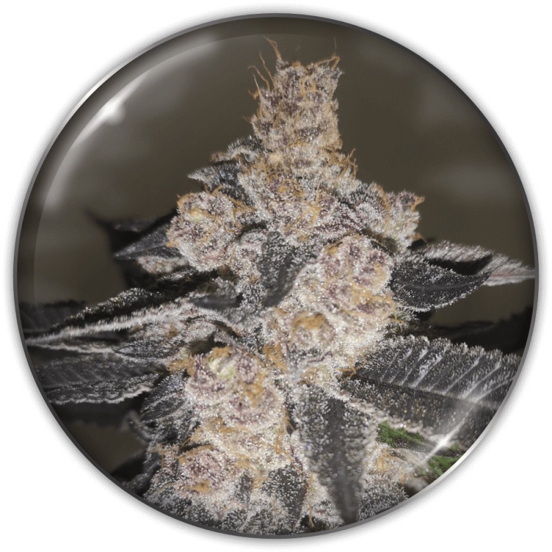GELATO 242 · Medical Seeds · cannabis seeds · Fem