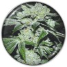 SOUR GLUE · Medical Seeds · cannabis seeds · Fem