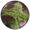 ELIXIR VITAE CBD · Medical Seeds · cannabis seeds · Fem