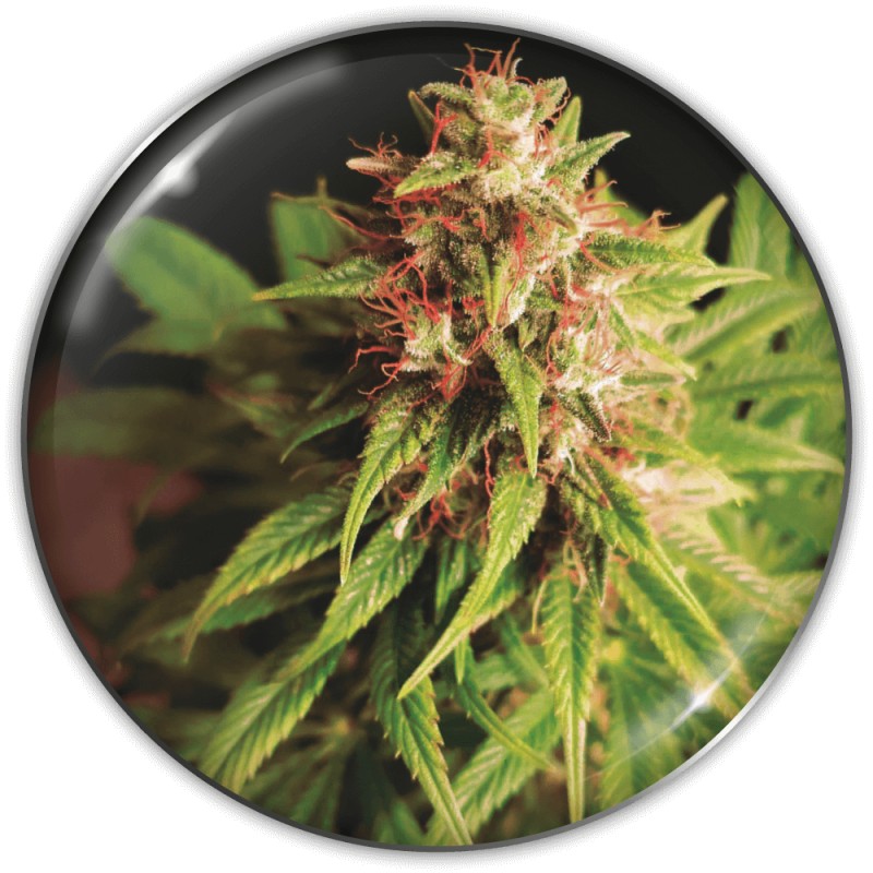 RED CROSS CBD · Medical Seeds · kaufen cannabis samen · Fem