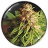 RED CROSS CBD · Medical Seeds · sementes de maconha · Fem